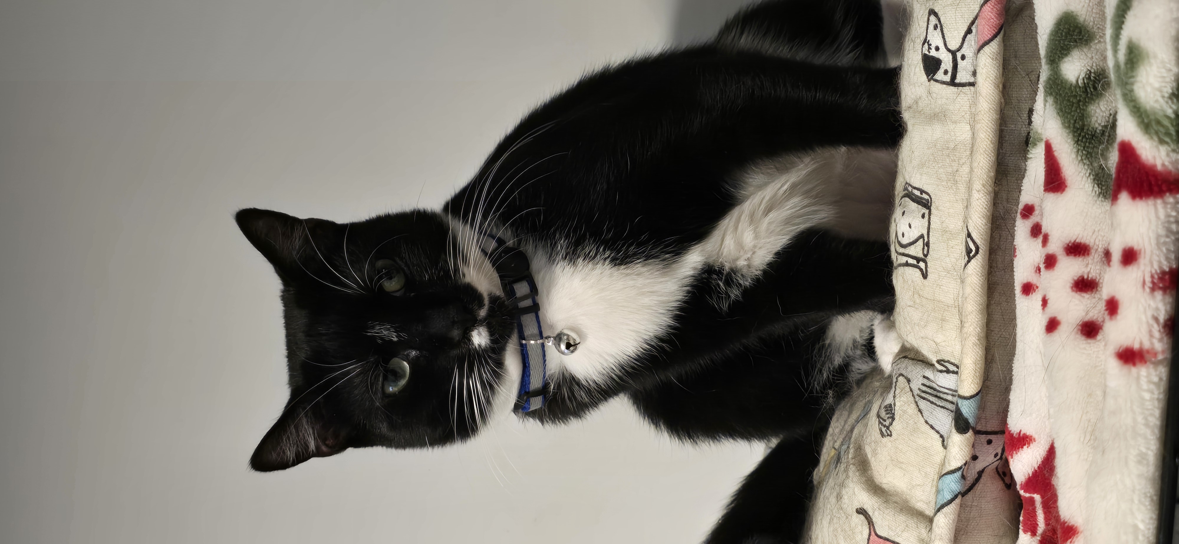 Meet Abu! Dashing, Charming, and Ready to Steal Your  Heart!, Adoptable, Young Male Domestic Short Hair.