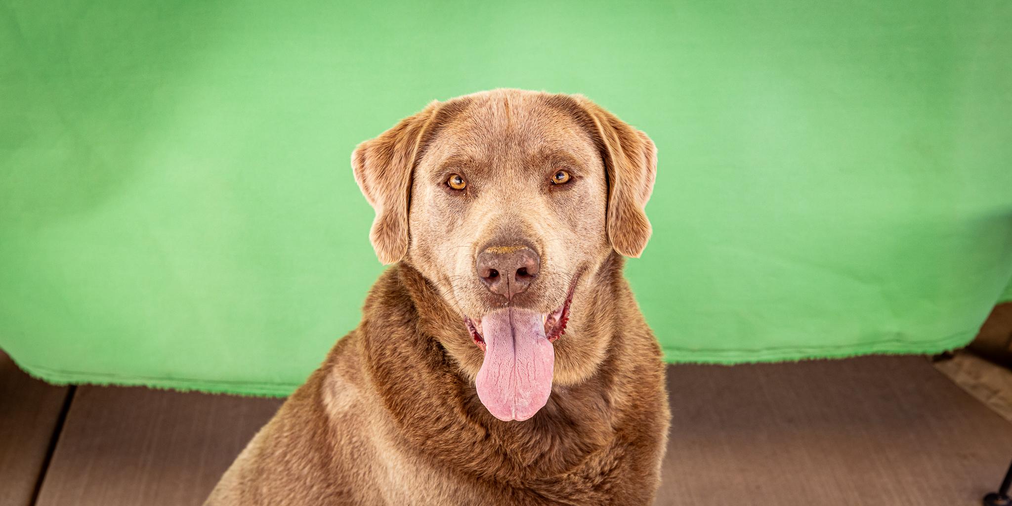 Duke Silveer, ADOPTABLE, Adult Male Labrador Retriever.