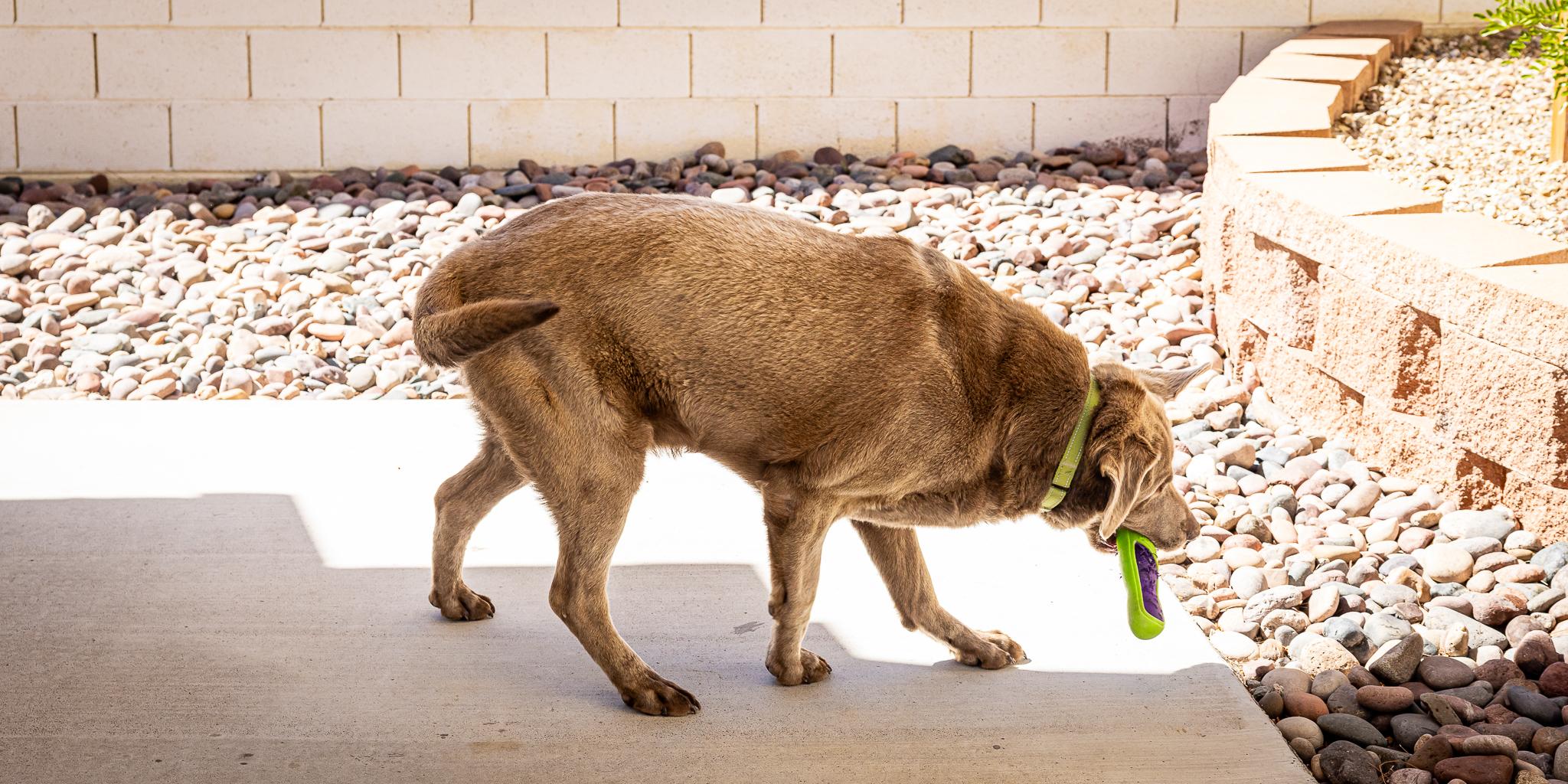 Enlarge Duke Silveer, a ADOPTABLE Labrador Retriever in Las Vegas, NV image 2/6