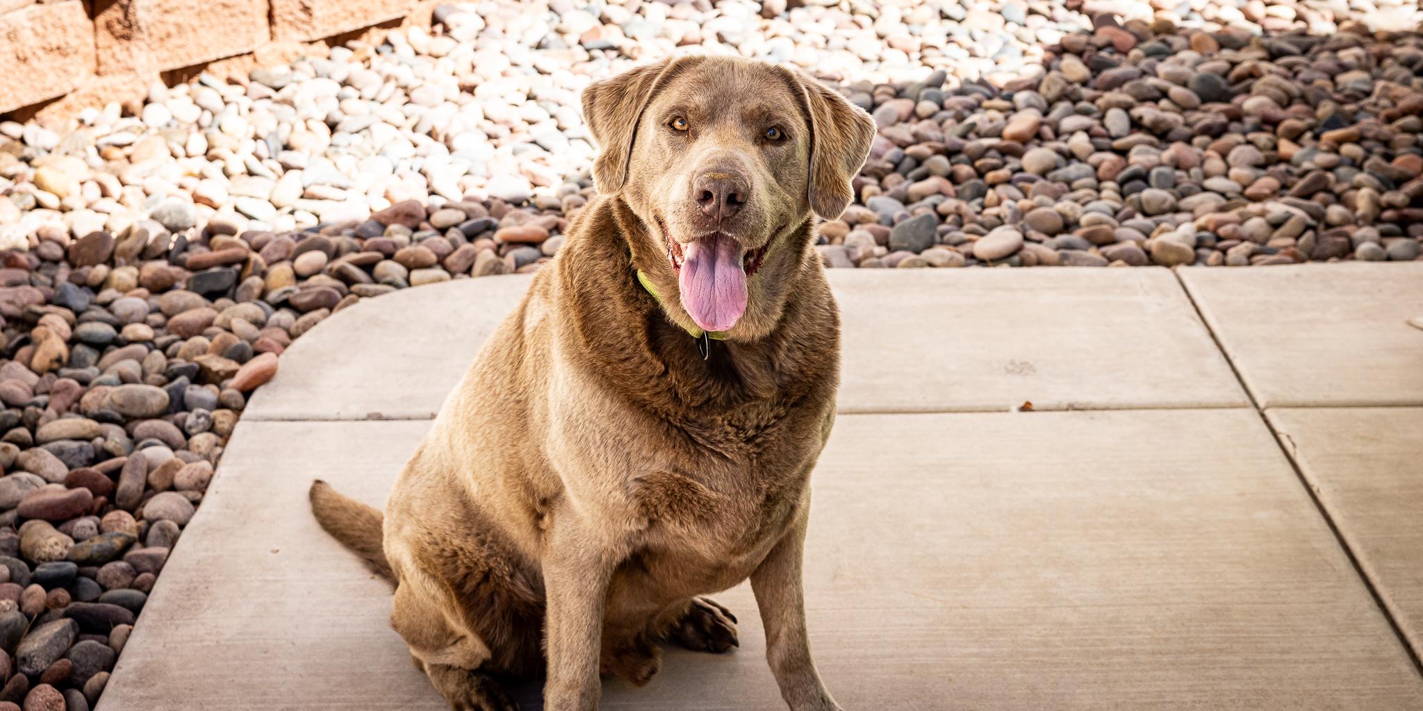 Enlarge Duke Silveer, a ADOPTABLE Labrador Retriever in Las Vegas, NV image 5/6