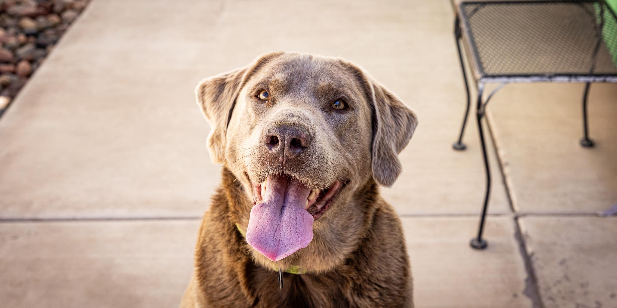 Enlarge Duke Silveer, a ADOPTABLE Labrador Retriever in Las Vegas, NV image 4/6