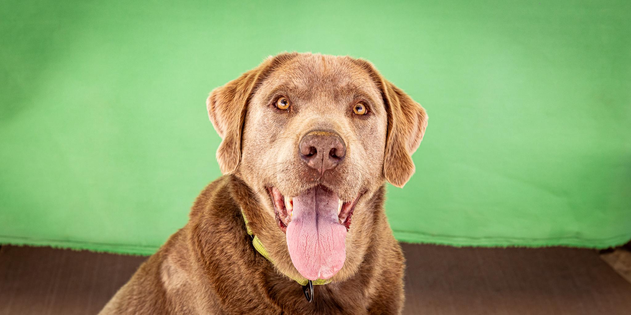 Enlarge Duke Silveer, a ADOPTABLE Labrador Retriever in Las Vegas, NV image 3/6