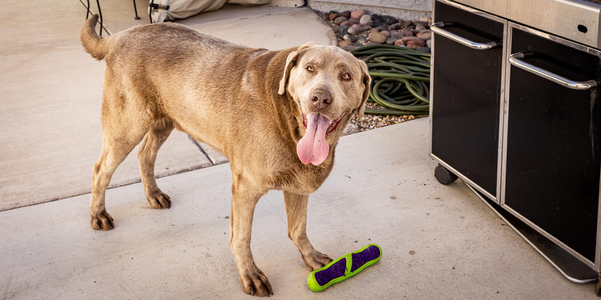 Enlarge Duke Silveer, a ADOPTABLE Labrador Retriever in Las Vegas, NV image 6/6