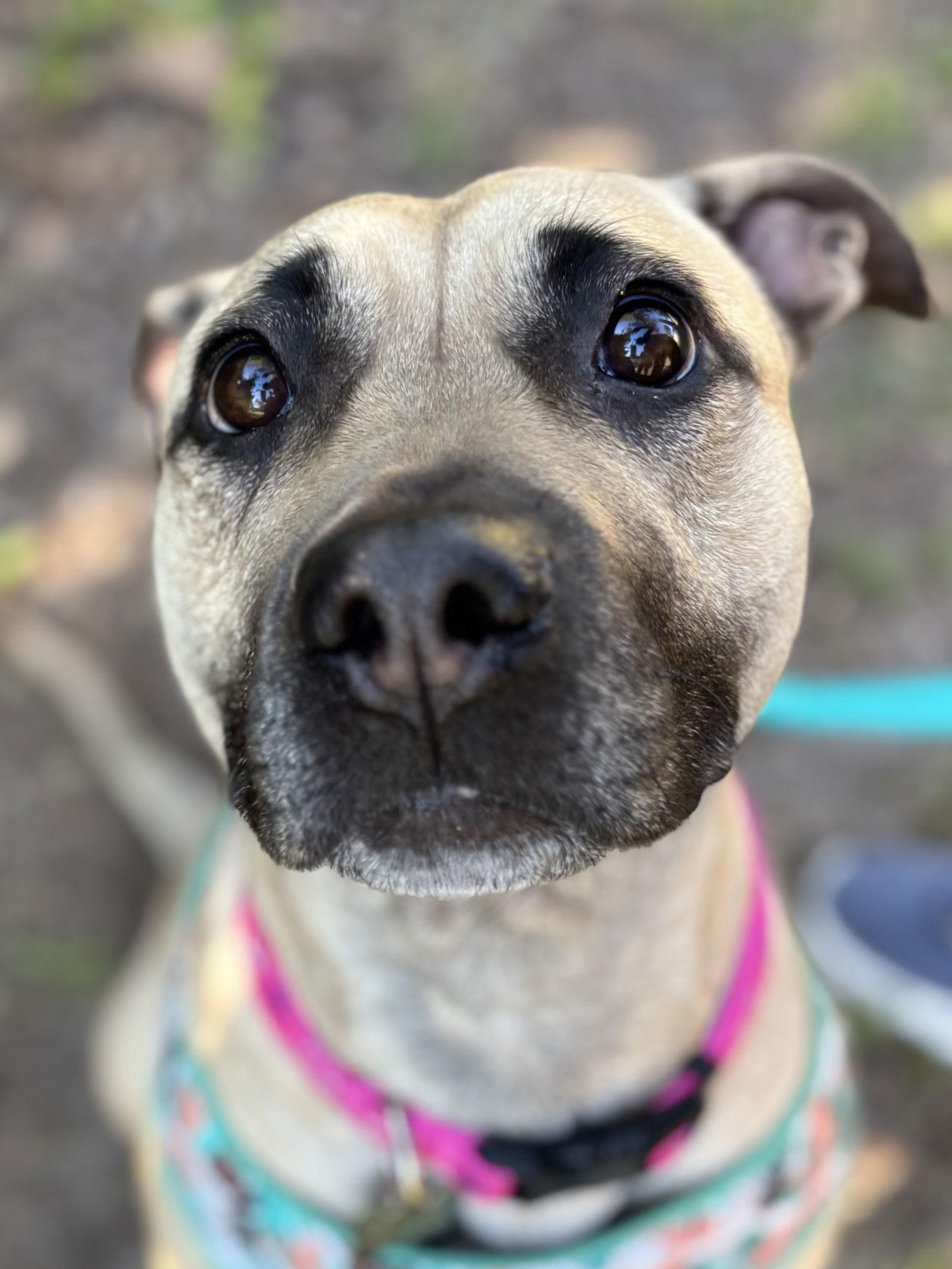 Enlarge Paloma - ADOPTED!!!, a Adopted American Staffordshire Terrier in Arlington, VA image 1/3