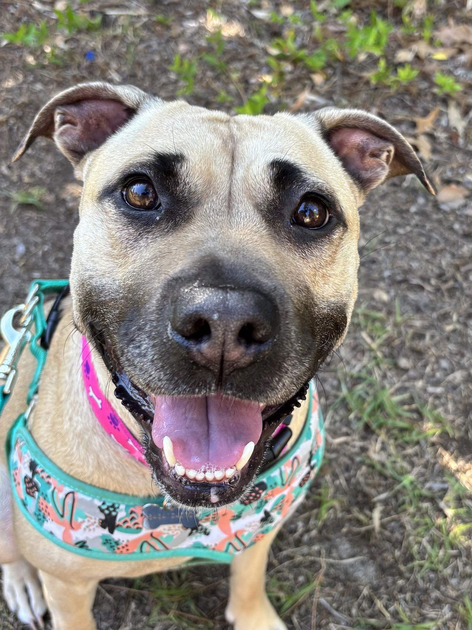 Enlarge Paloma - ADOPTED!!!, a Adopted American Staffordshire Terrier in Arlington, VA image 2/3