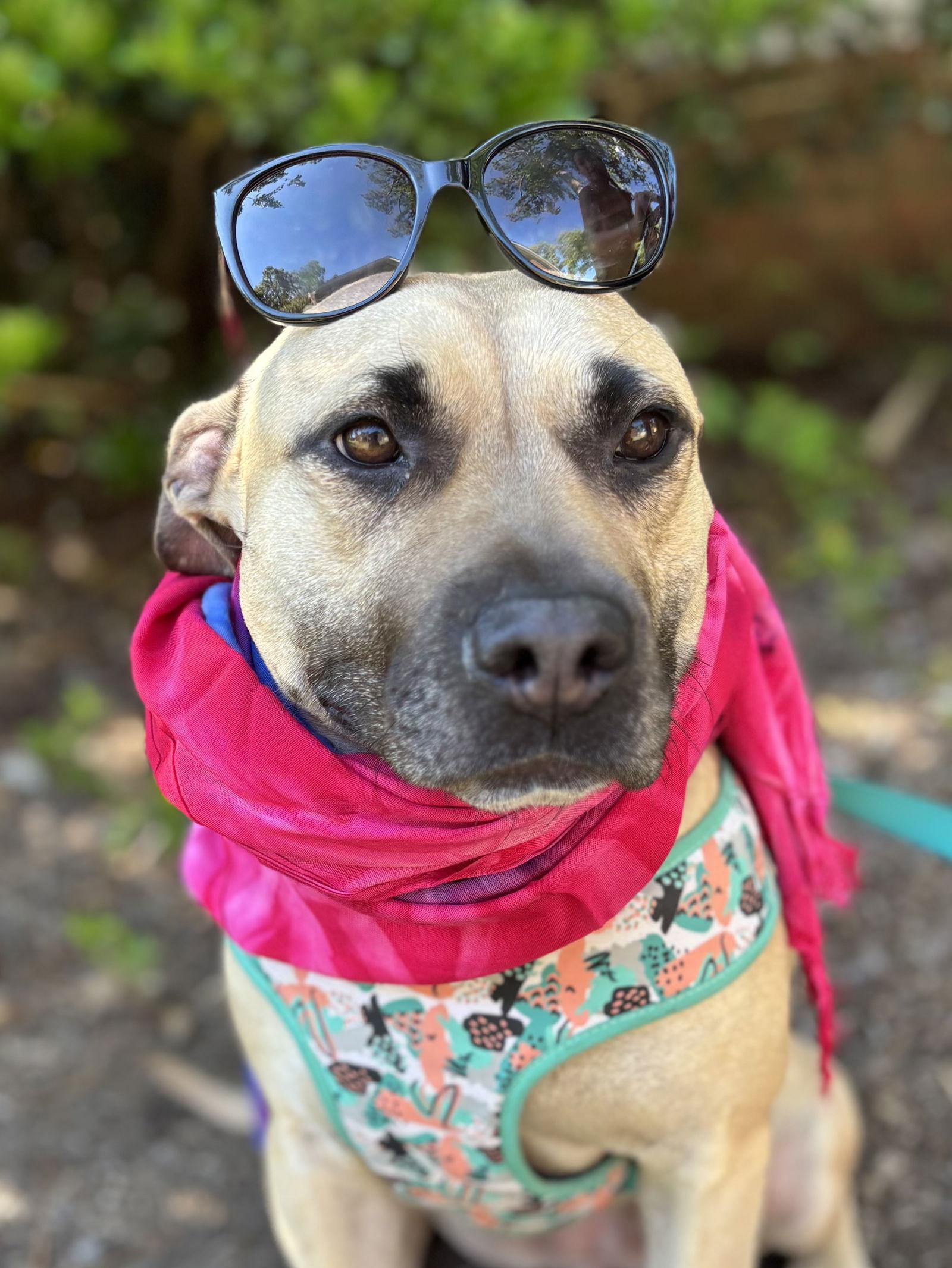 Paloma - ADOPTED!!!, Adopted, Adult Female American Staffordshire Terrier.