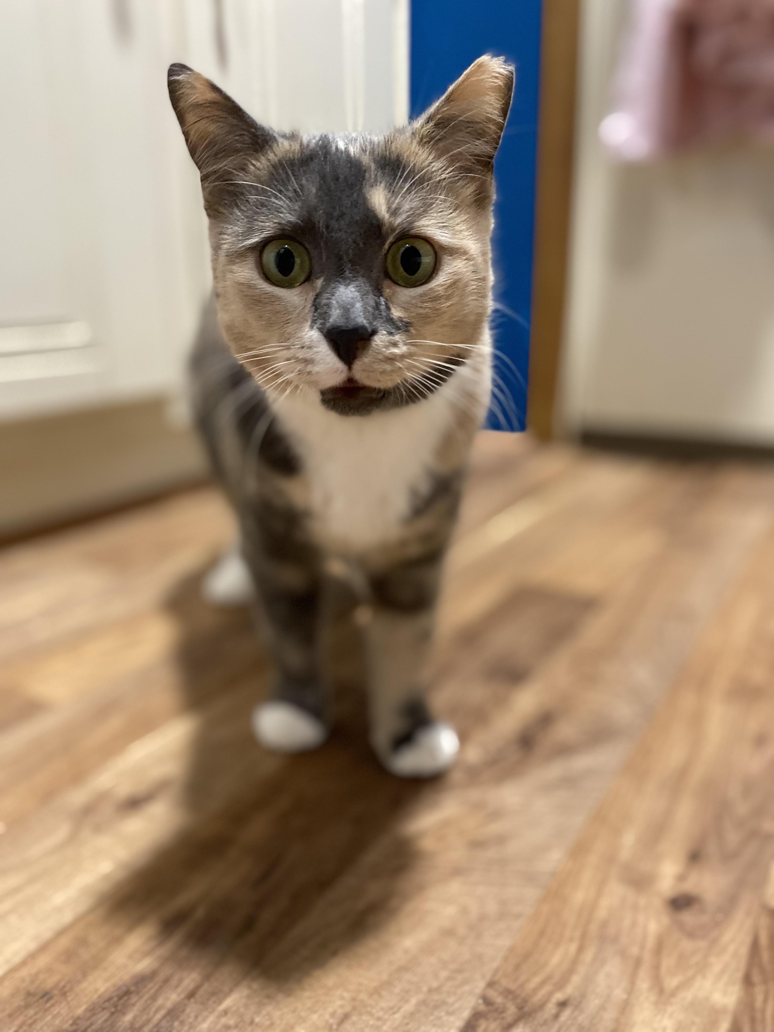 Dolly, ADOPTABLE, Young Female American Shorthair.