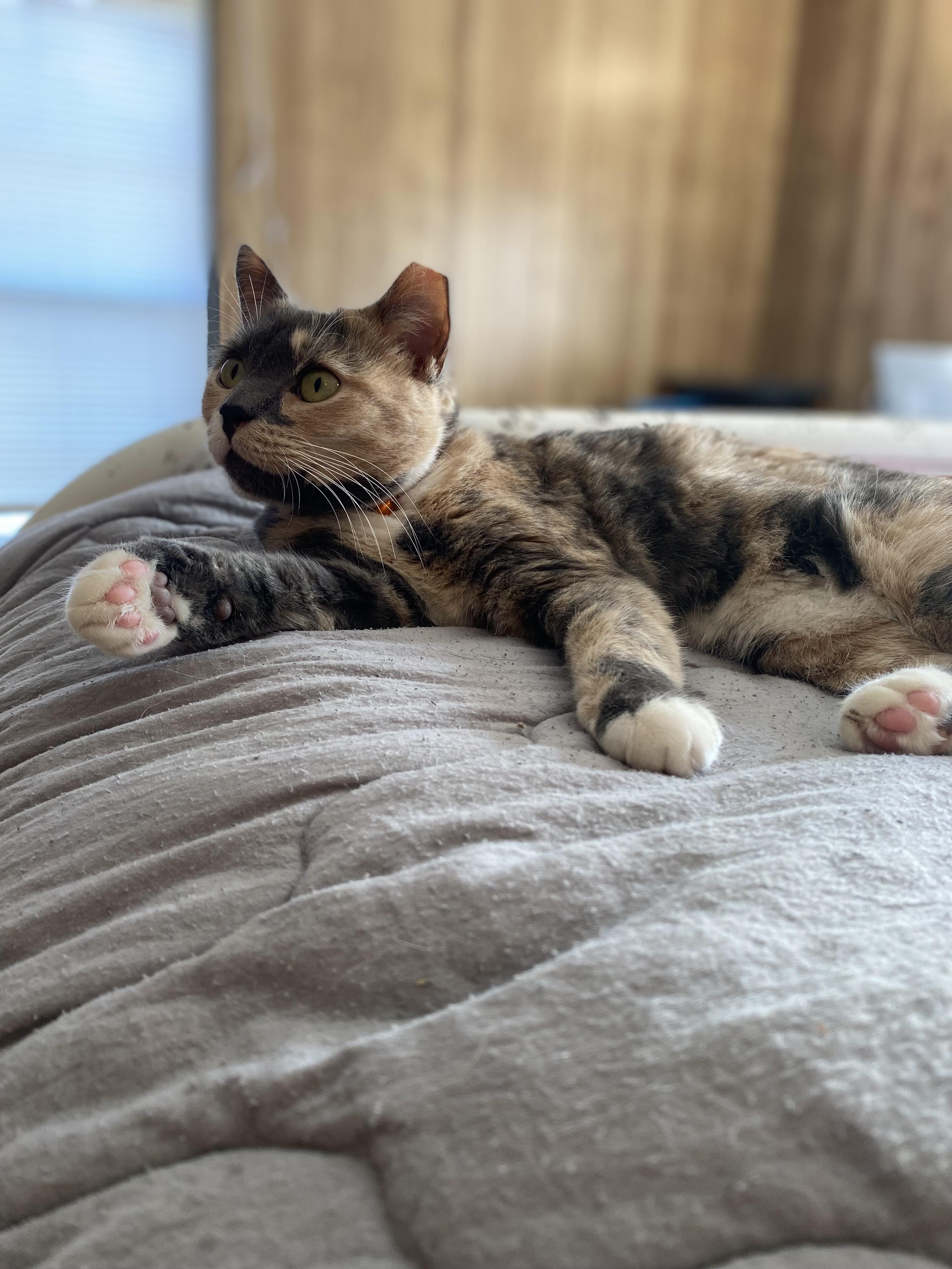 Enlarge Dolly, a ADOPTABLE American Shorthair in Raleigh, NC image 2/6