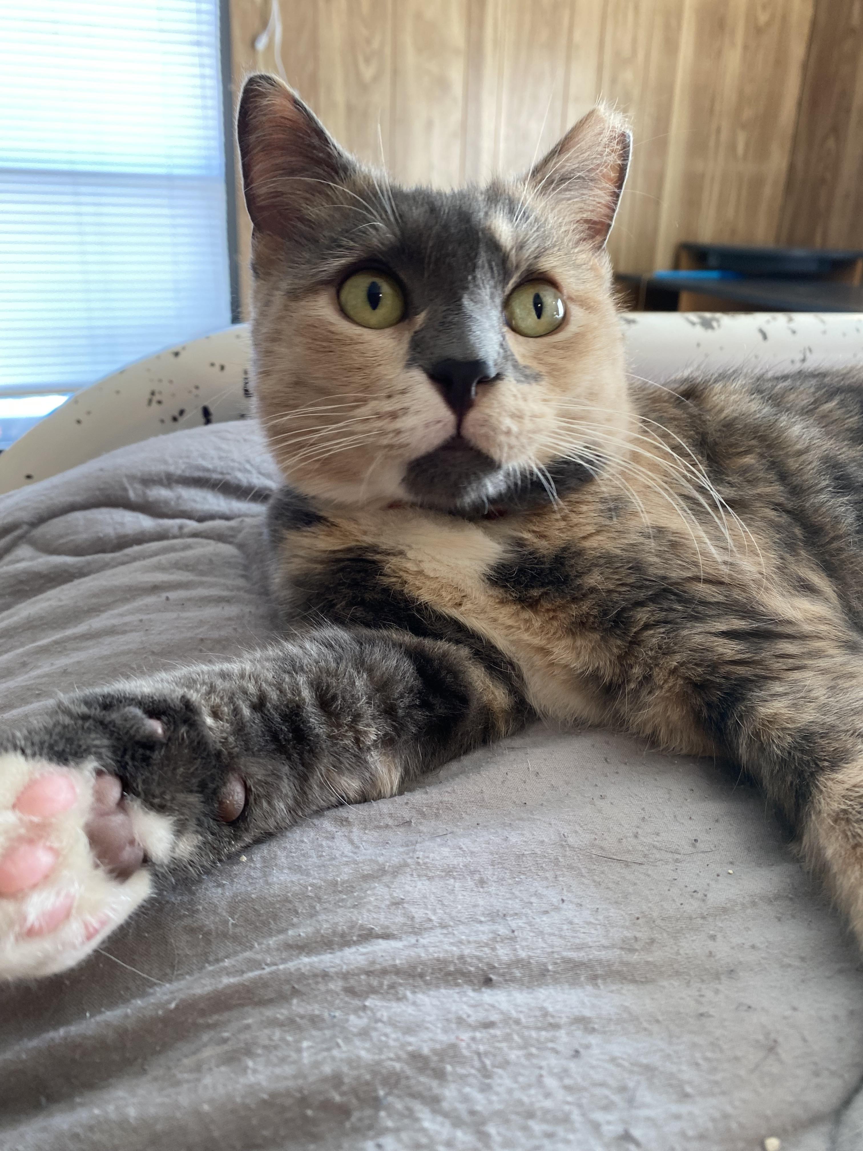 Enlarge Dolly, a ADOPTABLE American Shorthair in Raleigh, NC image 6/6
