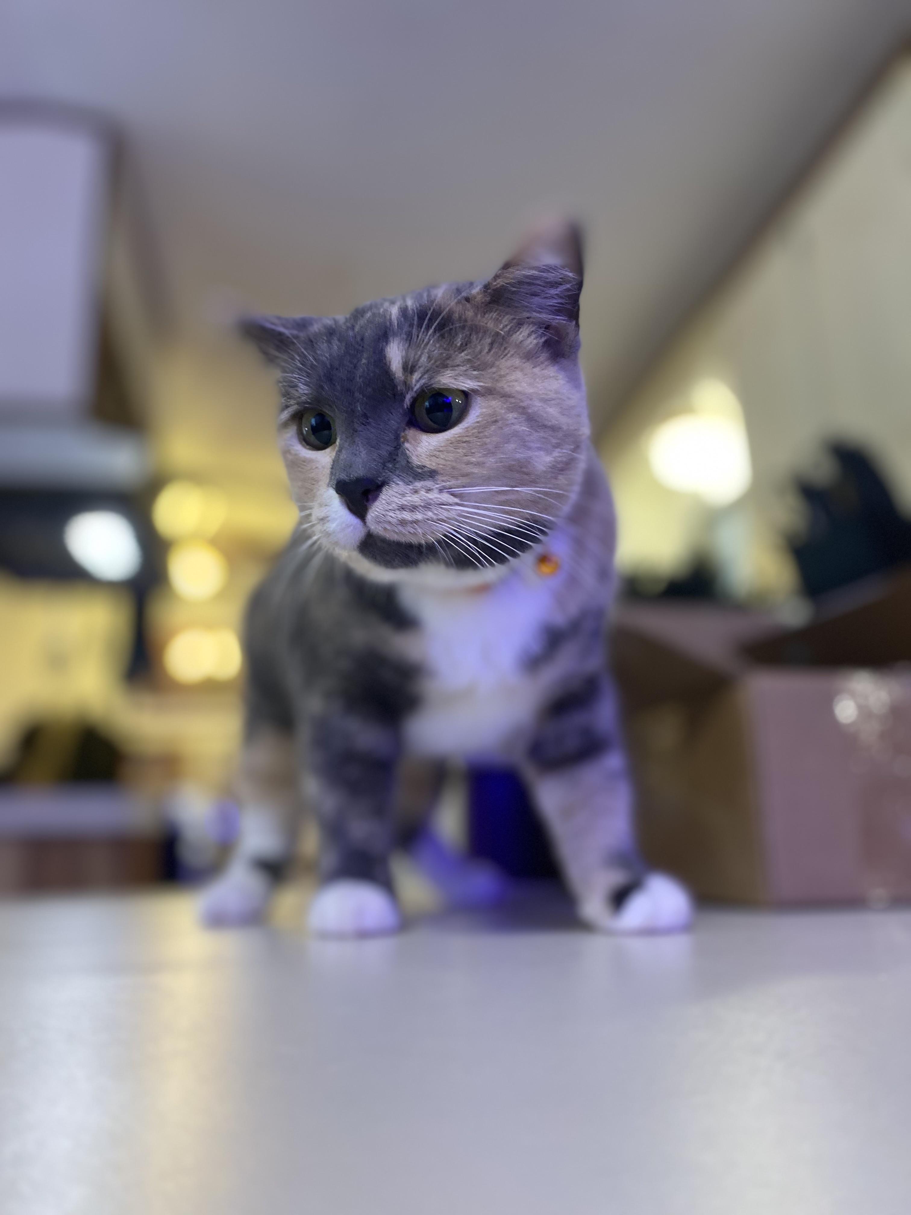 Enlarge Dolly, a ADOPTABLE American Shorthair in Raleigh, NC image 4/6