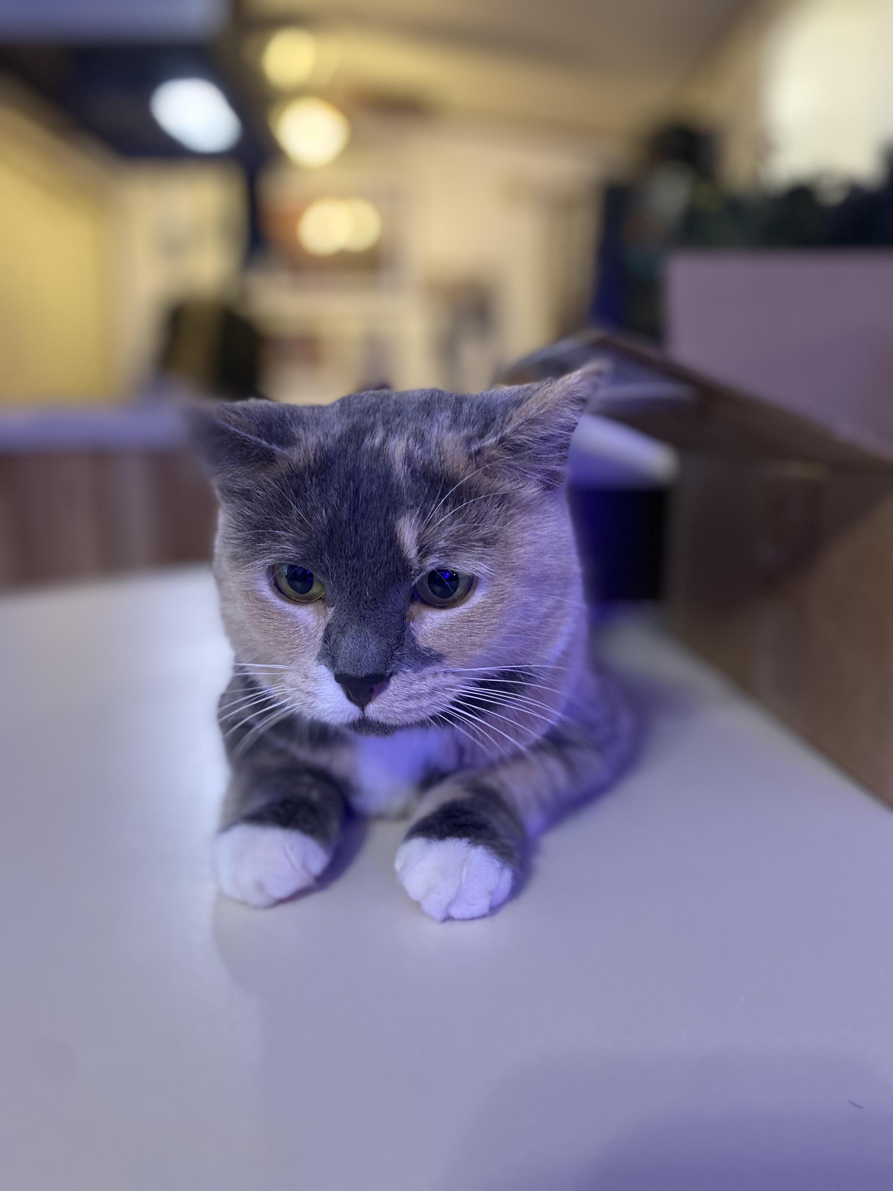 Enlarge Dolly, a ADOPTABLE American Shorthair in Raleigh, NC image 5/6