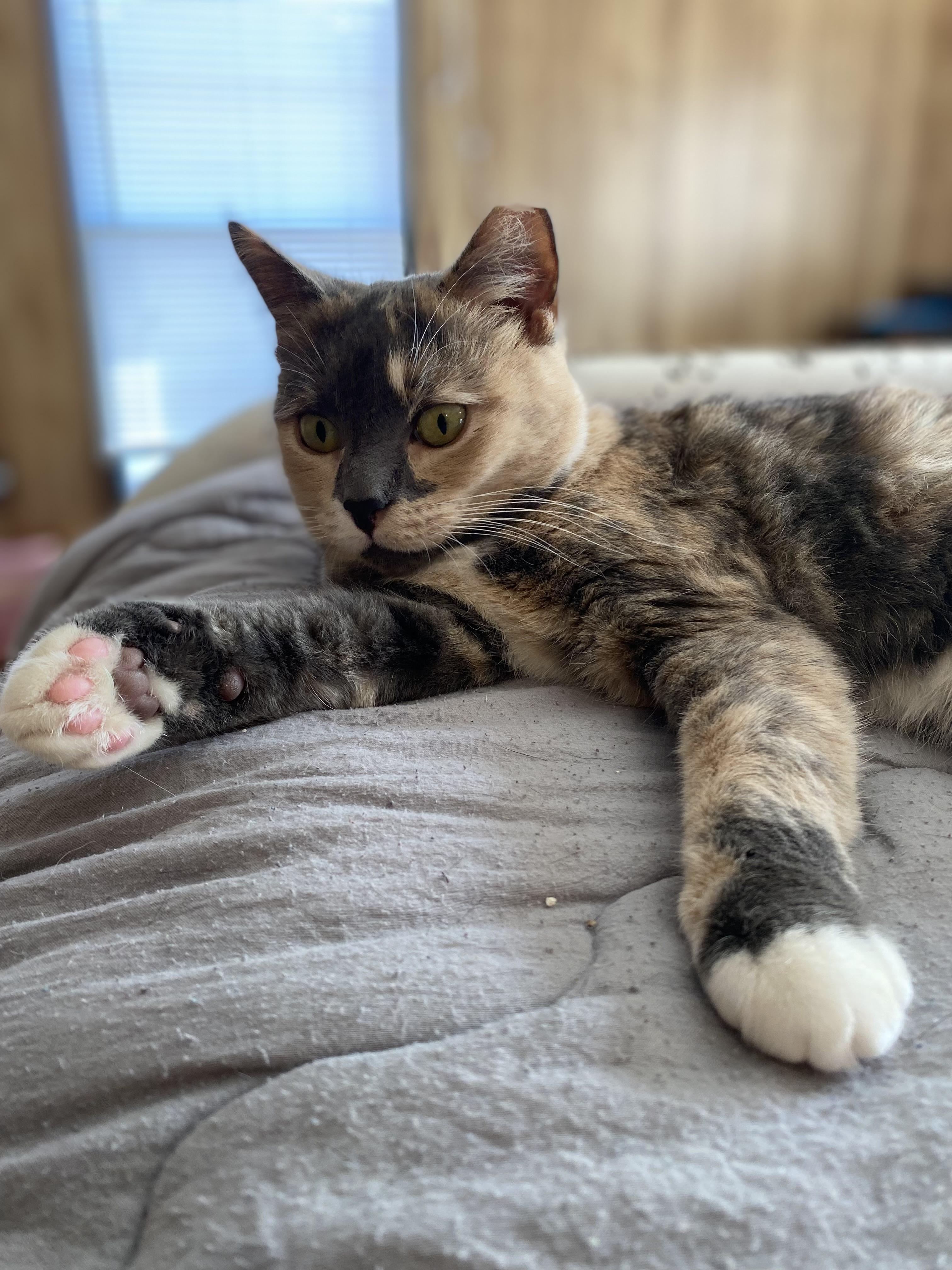 Enlarge Dolly, a ADOPTABLE American Shorthair in Raleigh, NC image 3/6