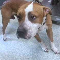 Thyme, Adoptable, Adult Male Pit Bull Terrier & Mixed Breed.