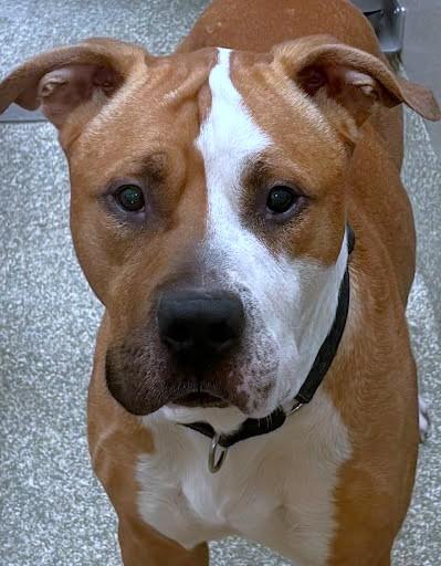 Enlarge Thyme, a Adoptable mixed breed in Washington, DC image 2/2