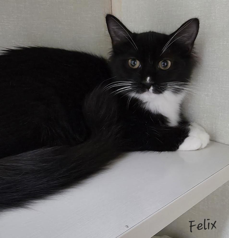 Felix