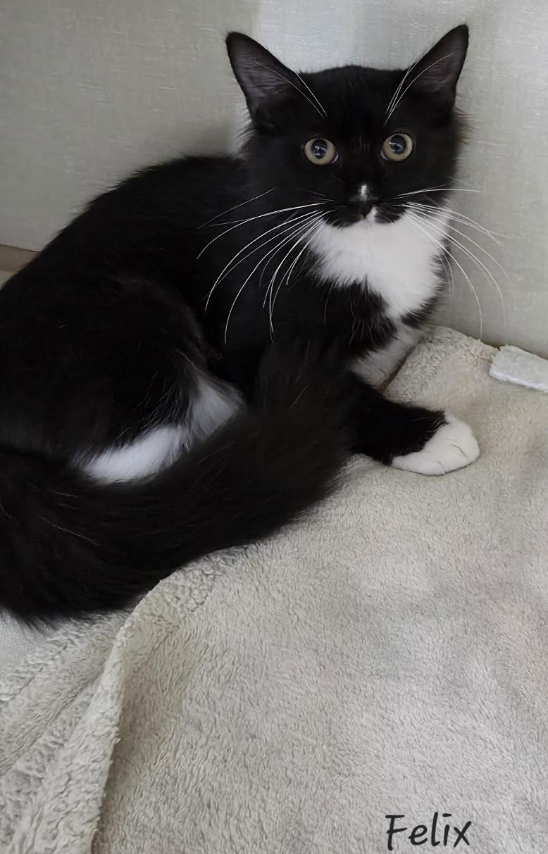 Felix