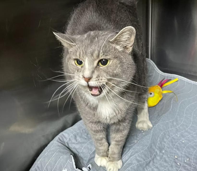 Enlarge Baby Girl, a ADOPTABLE Domestic Short Hair in Columbia, KY image 3/4