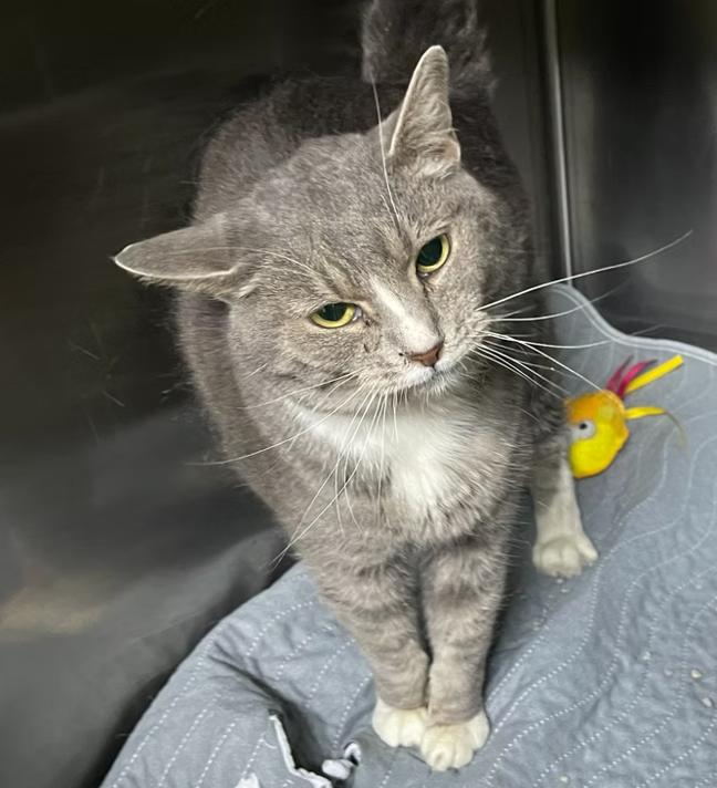 Enlarge Baby Girl, a ADOPTABLE Domestic Short Hair in Columbia, KY image 1/4