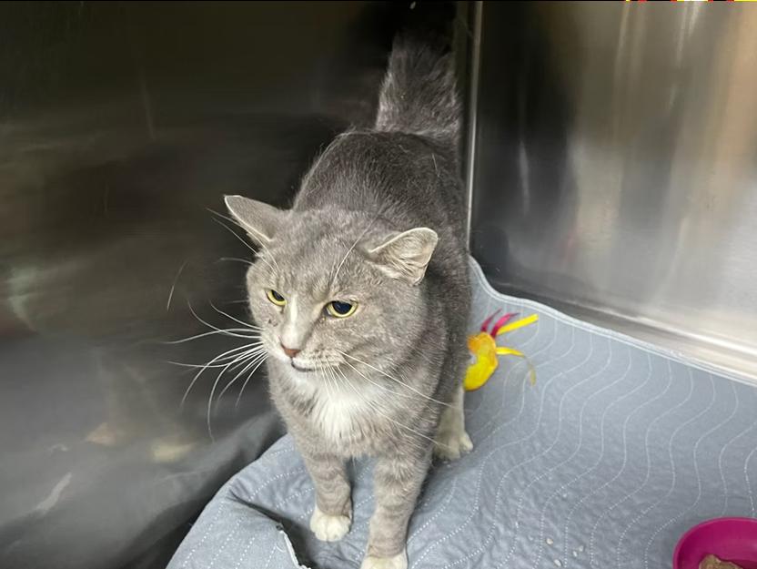 Enlarge Baby Girl, a ADOPTABLE Domestic Short Hair in Columbia, KY image 4/4