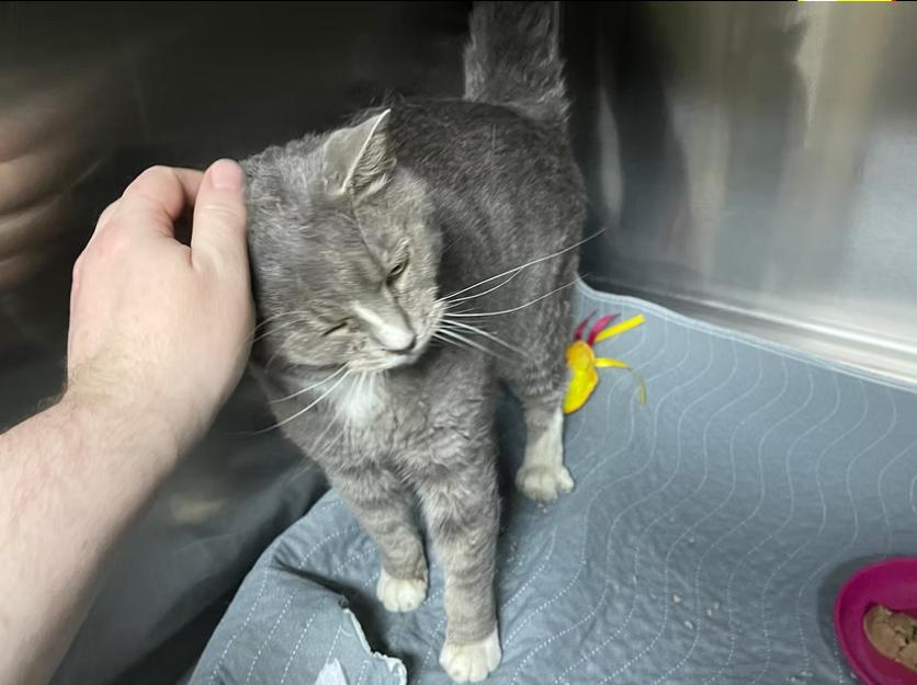 Enlarge Baby Girl, a ADOPTABLE Domestic Short Hair in Columbia, KY image 2/4