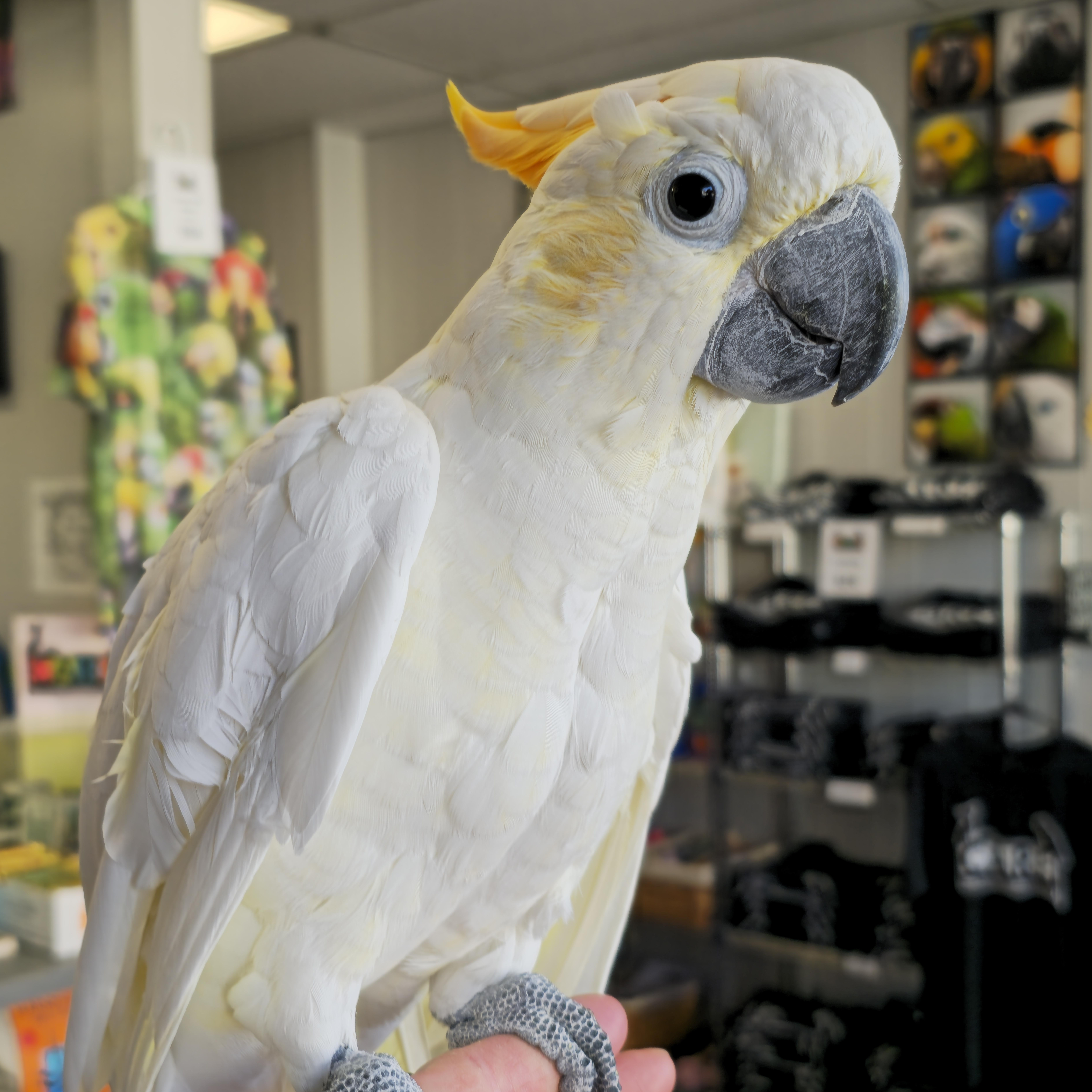Baby (Citron Cockatoo), Adopted, Adult Male Cockatoo.
