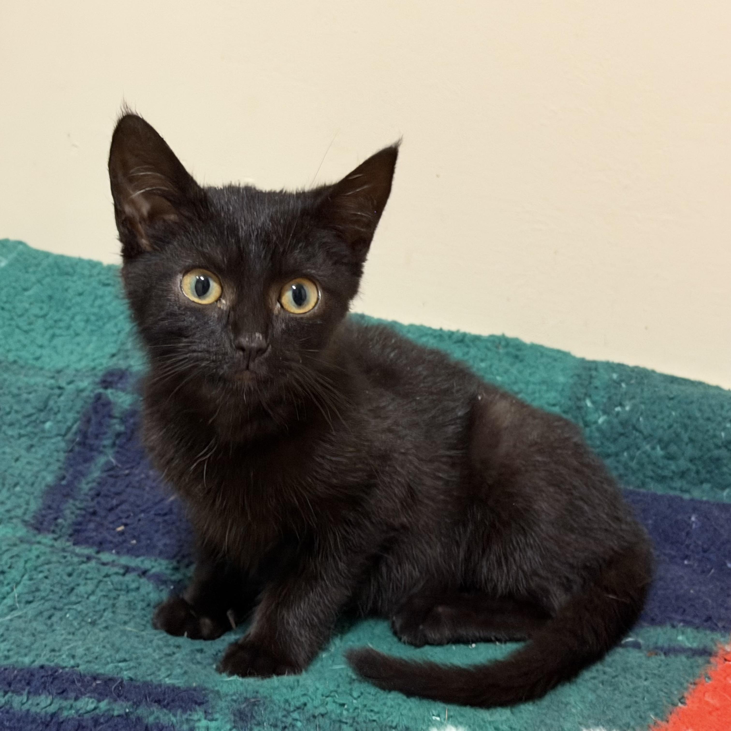 Enlarge Sage, a ADOPTABLE Domestic Short Hair in Bentonville, AR image 1/1