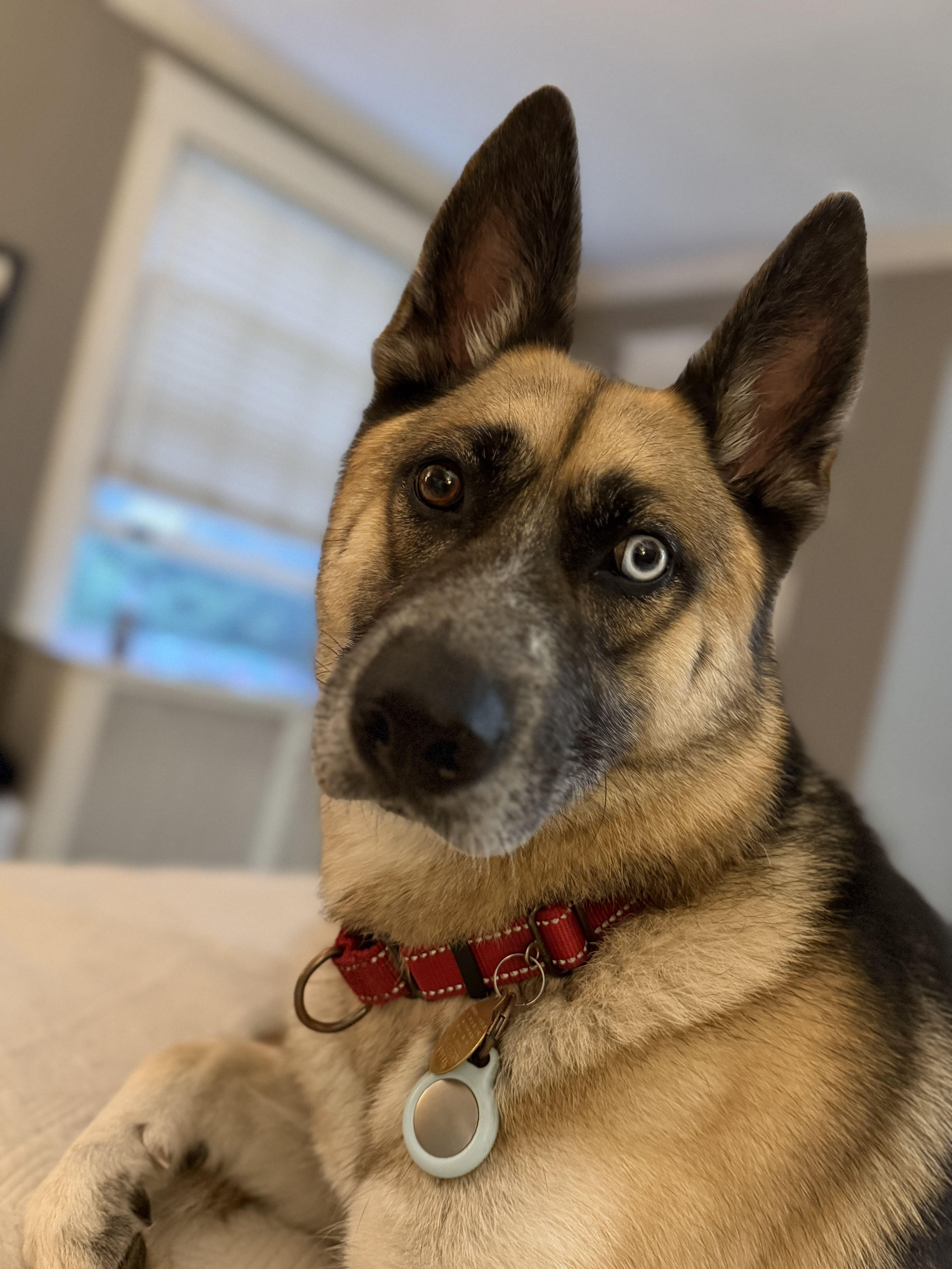 Jojo, ADOPTABLE, Adult Female German Shepherd Dog & Husky.