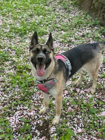 Enlarge Jojo, a ADOPTABLE mixed breed in New Rochelle, NY image 4/4