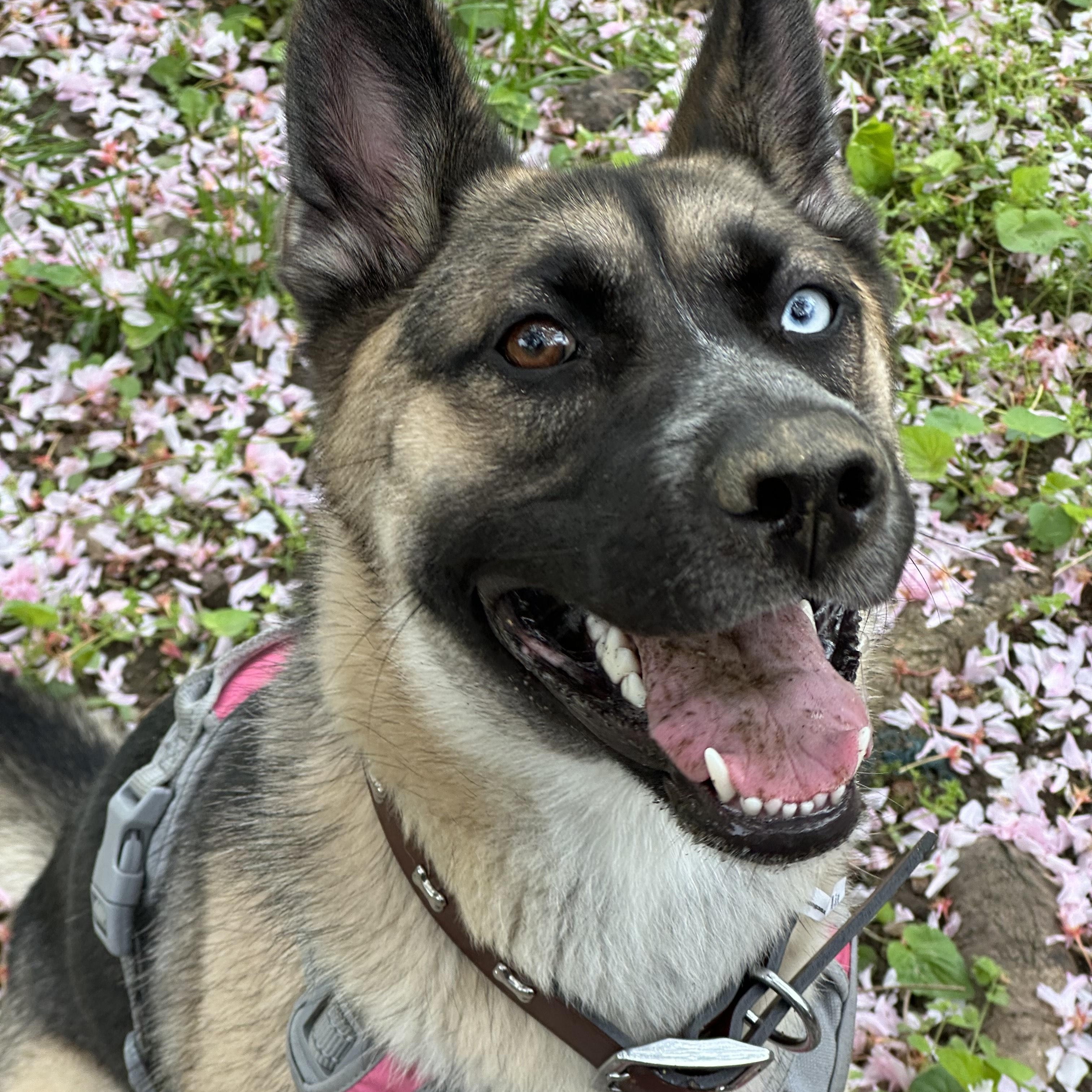 Enlarge Jojo, a ADOPTABLE mixed breed in New Rochelle, NY image 3/5