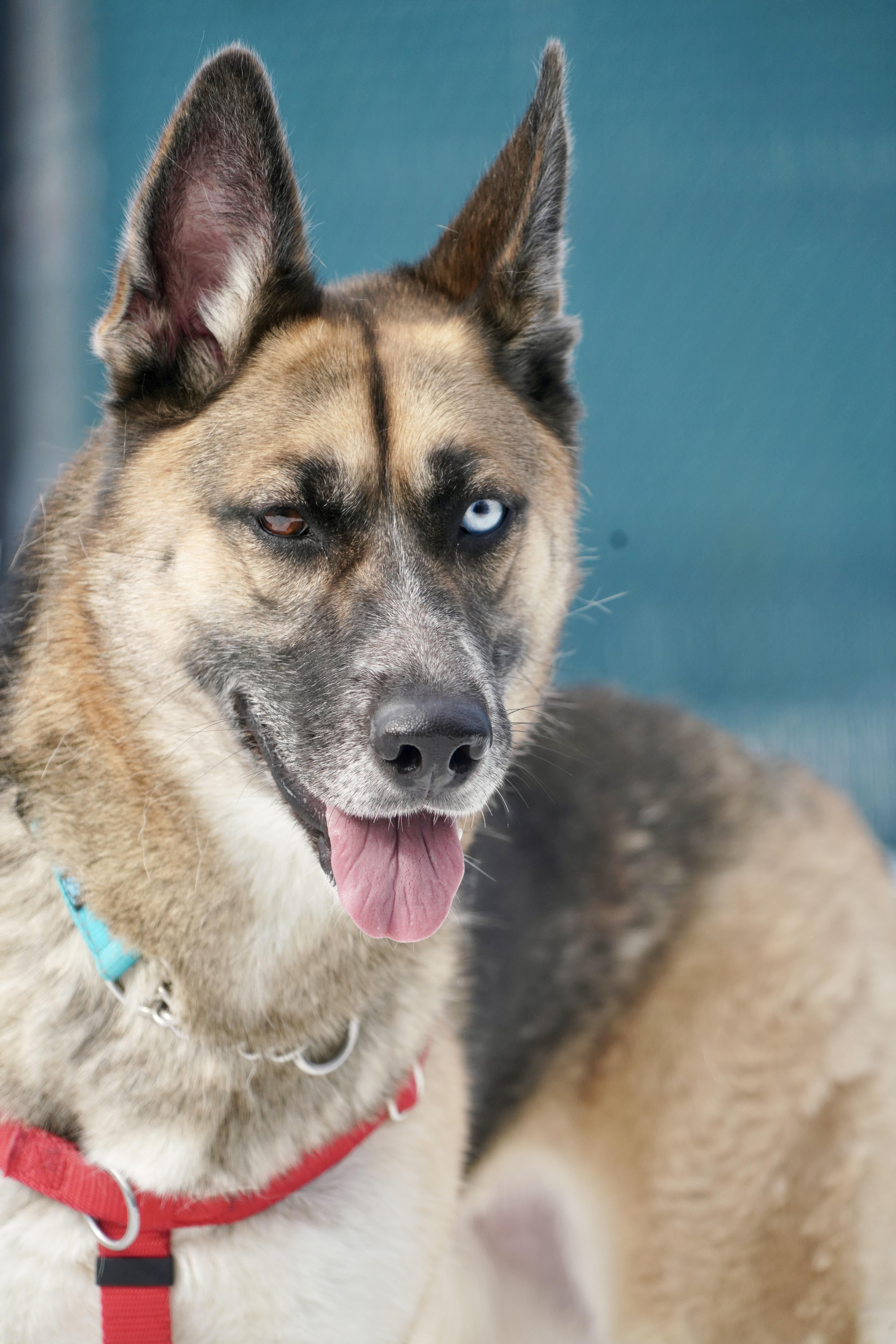 Jojo, ADOPTABLE, Adult Female German Shepherd Dog & Husky.