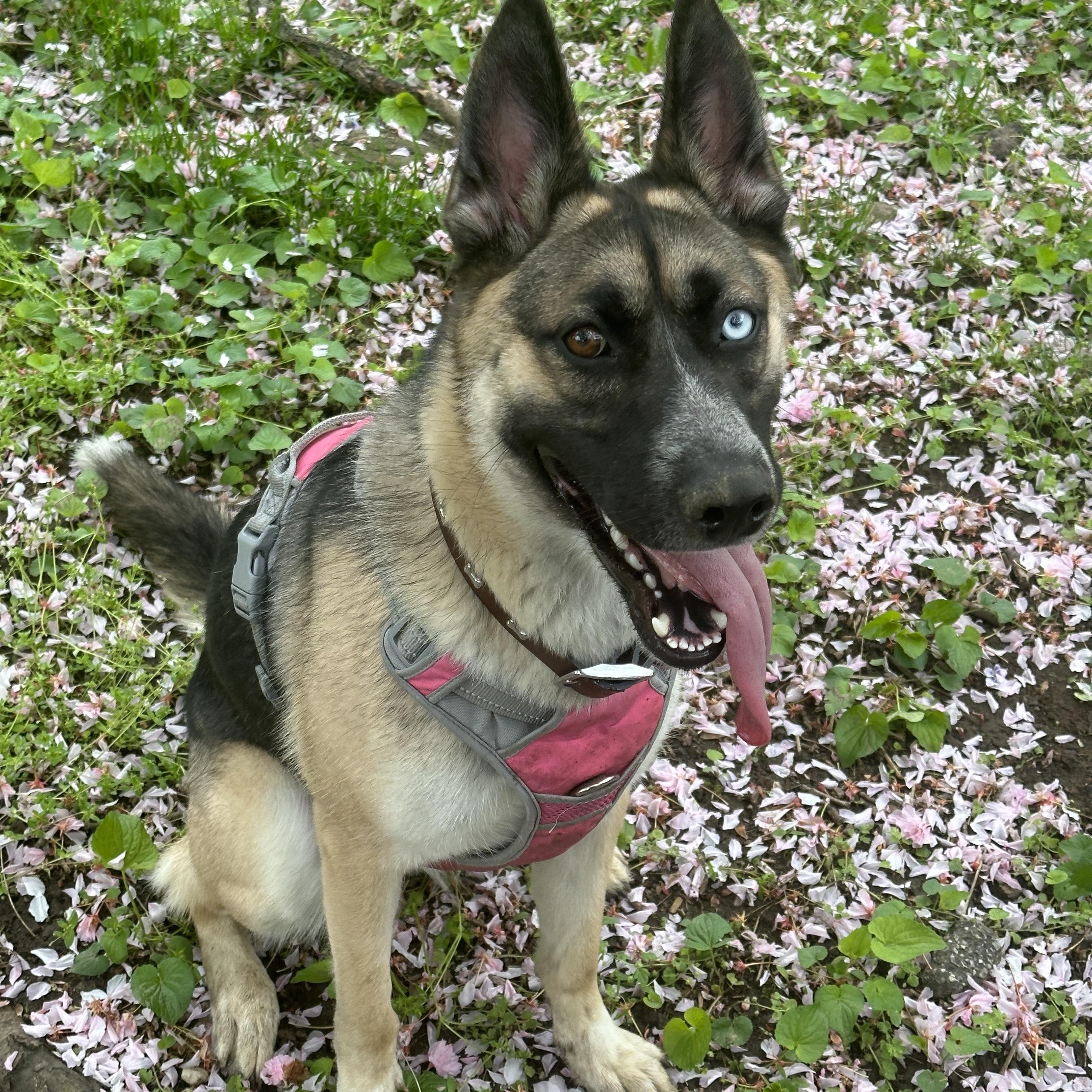 Enlarge Jojo, a ADOPTABLE mixed breed in New Rochelle, NY image 5/5