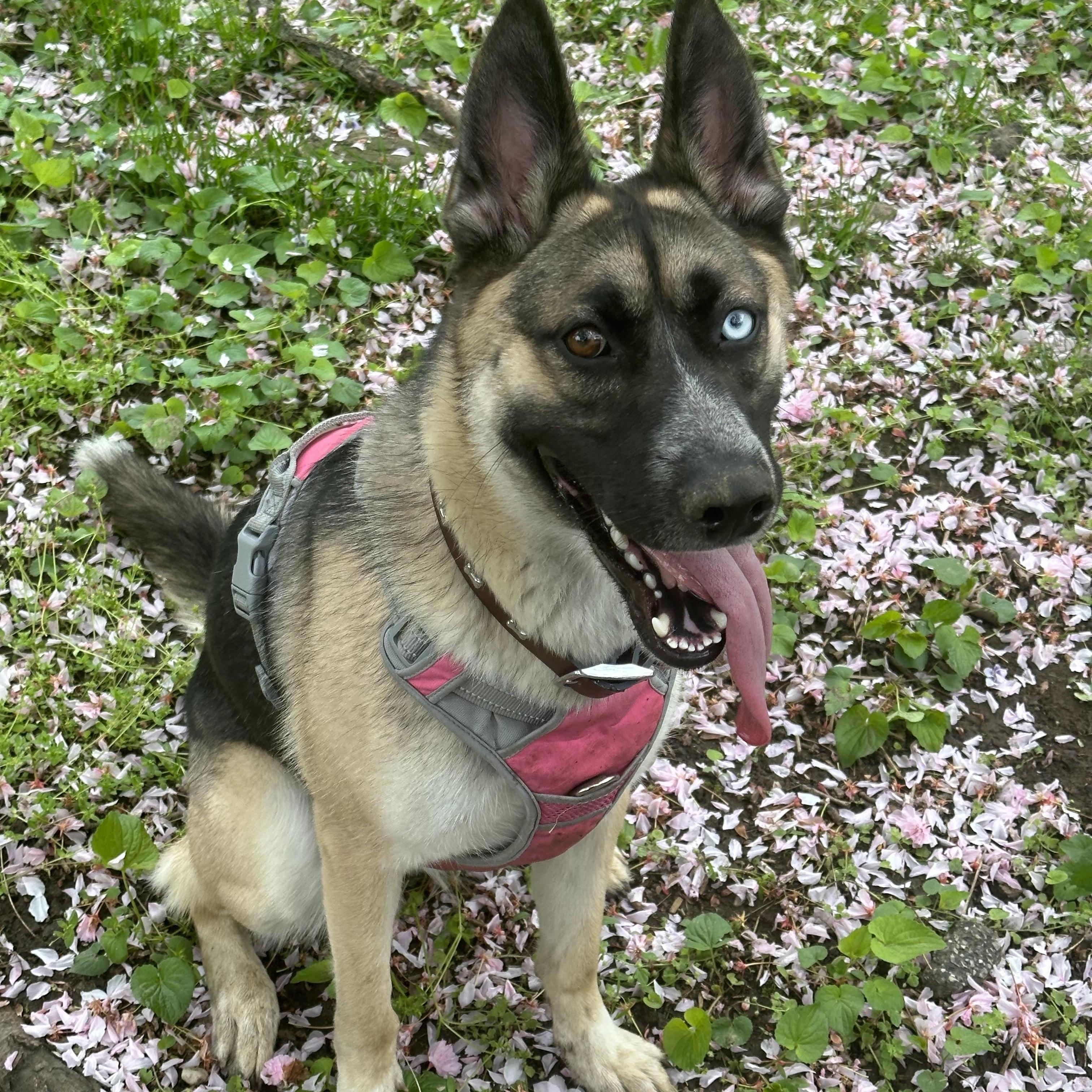 Enlarge Jojo, a ADOPTABLE mixed breed in New Rochelle, NY image 3/4