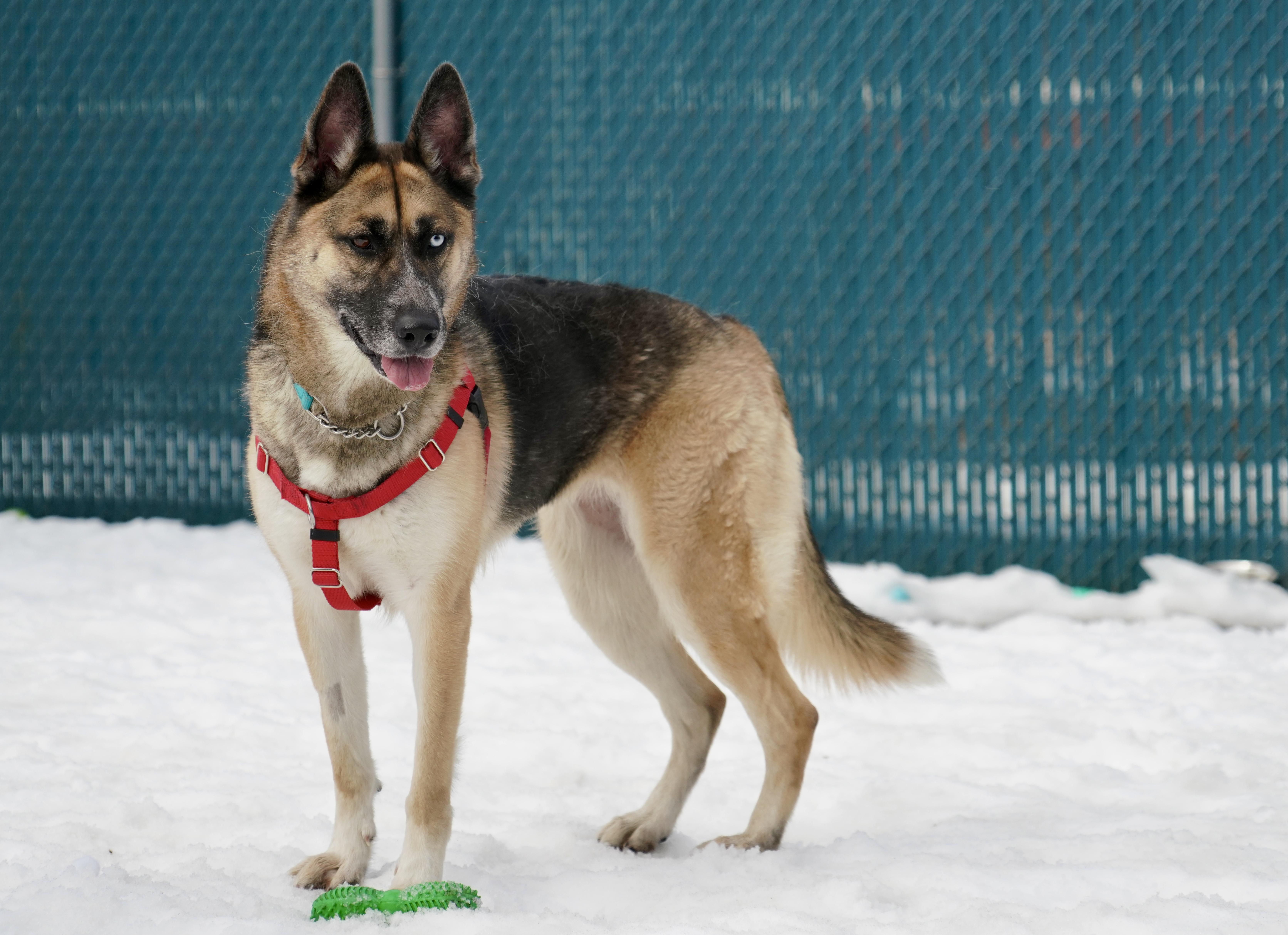 Enlarge Jojo, a ADOPTABLE mixed breed in New Rochelle, NY image 2/5