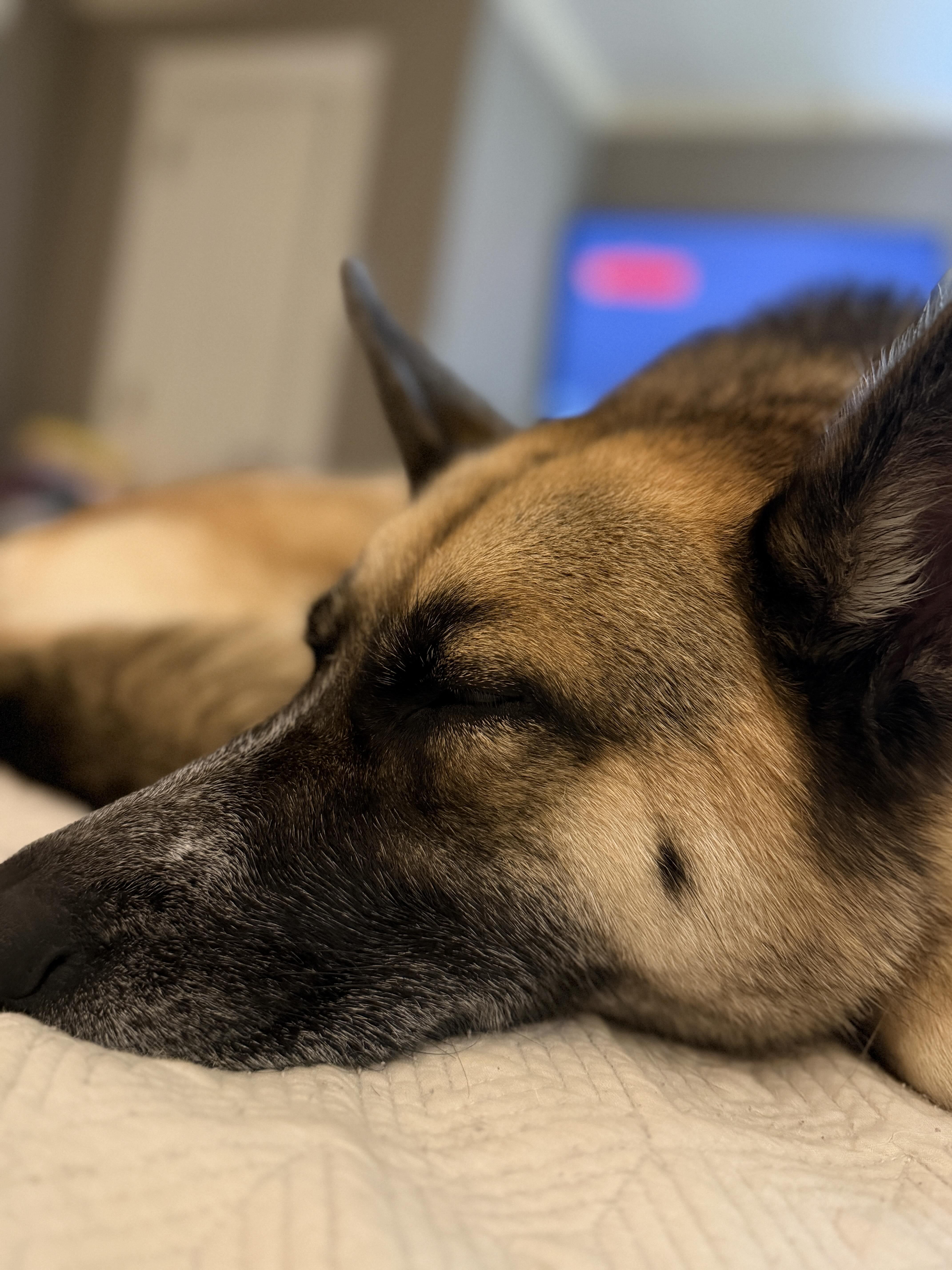 Enlarge Jojo, a ADOPTABLE mixed breed in New Rochelle, NY image 2/4