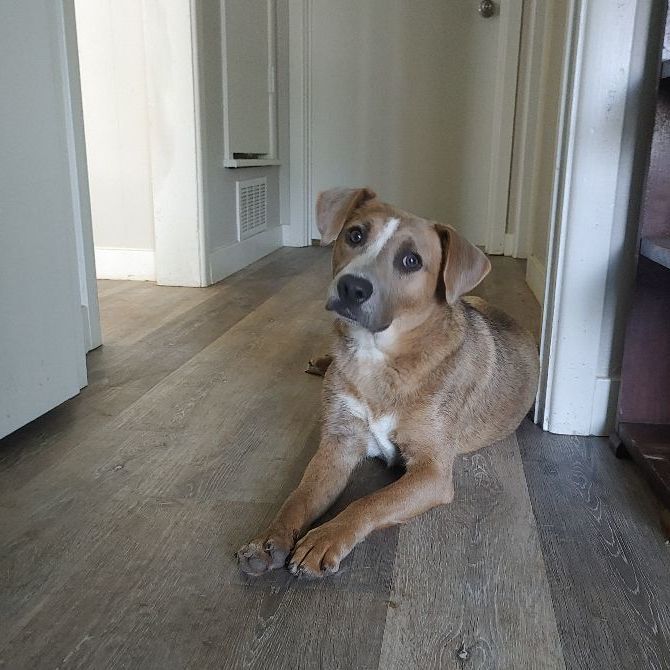 Dosi, Adoptable, Young Female Australian Cattle Dog / Blue Heeler & Catahoula Leopard Dog.