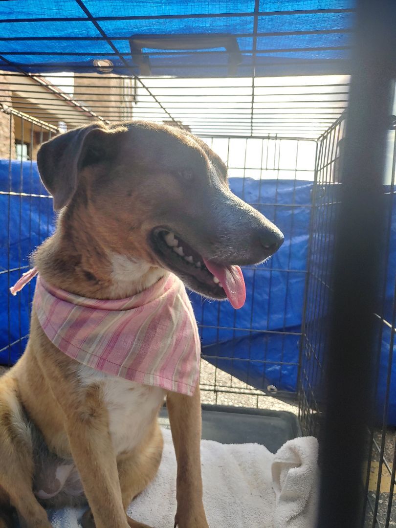 Enlarge Dosi, a Adoptable mixed breed in Lubbock, TX image 2/6