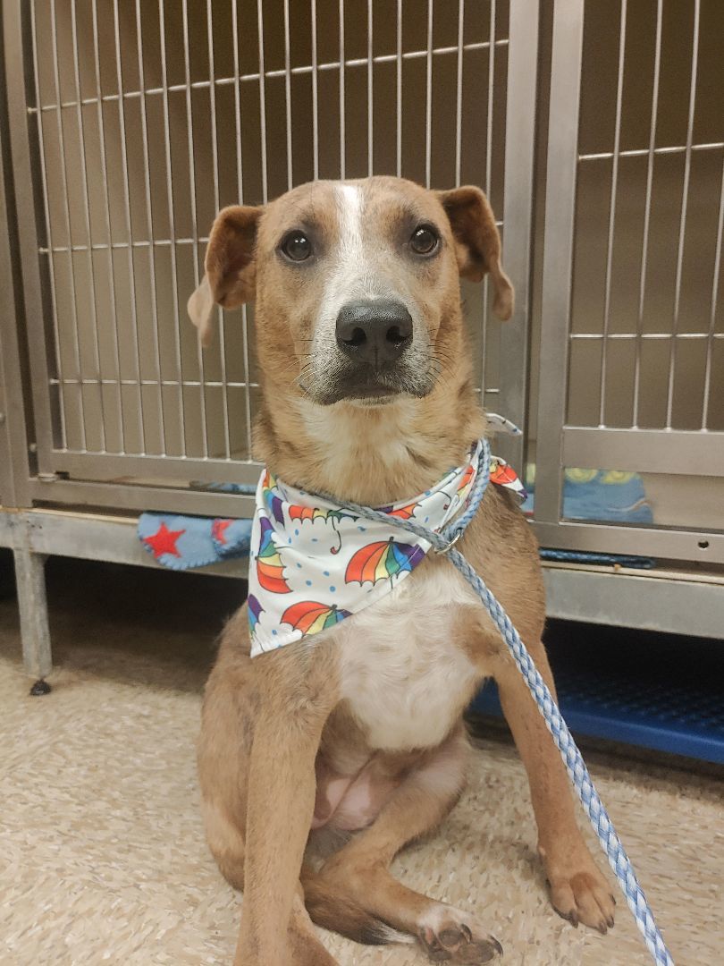 Dosi — thumbnail 3