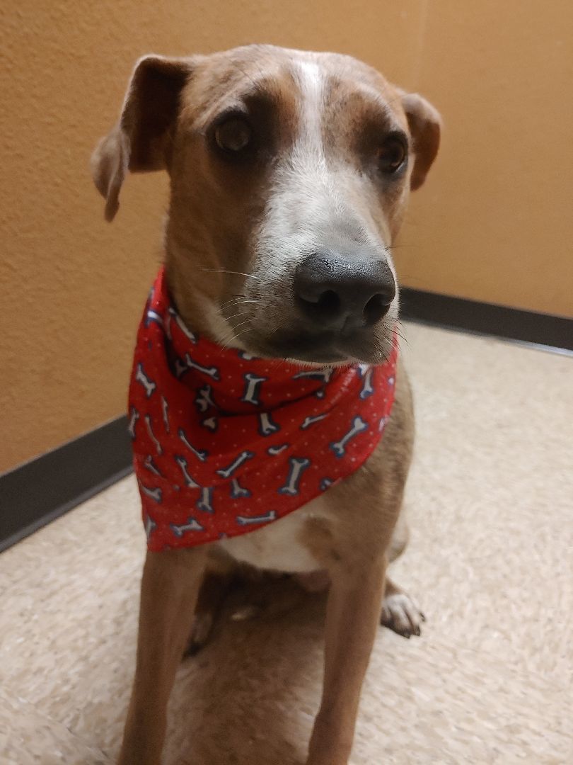 Dosi — thumbnail 4