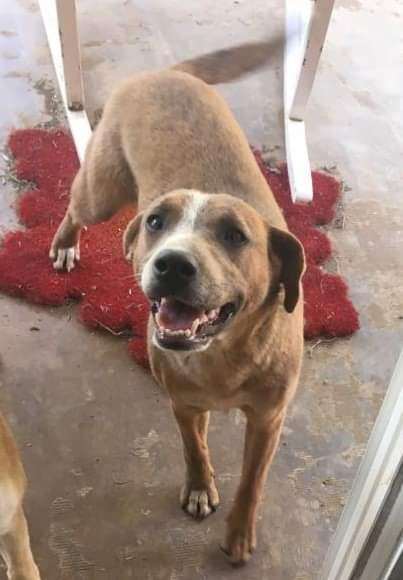 Enlarge Dosi, a Adoptable mixed breed in Lubbock, TX image 5/6