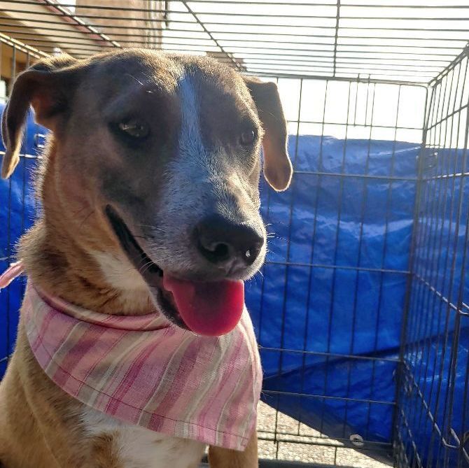 Enlarge Dosi, a Adoptable mixed breed in Lubbock, TX image 6/6