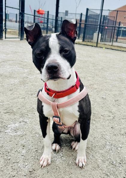 Boston Cream, Adoptable, Adult Female Mixed Breed.