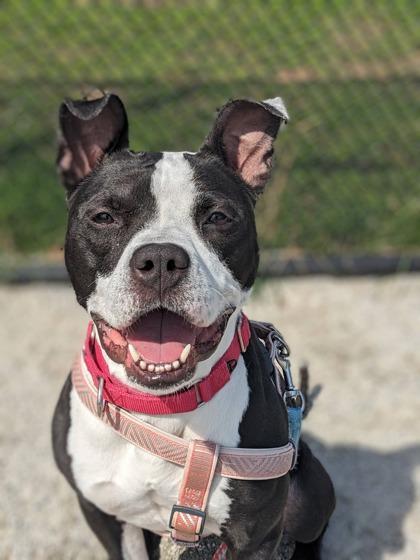 Enlarge Boston Cream, a Adoptable mixed breed in Fairfax, VA image 2/3