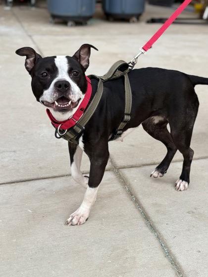 Enlarge Boston Cream, a Adoptable mixed breed in Fairfax, VA image 3/3