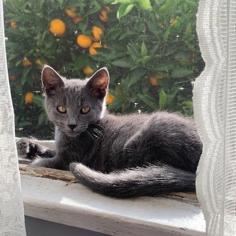 Meet Chive the coolest kitty youll ever know This handsome sliver gray golden eye fellow is so c