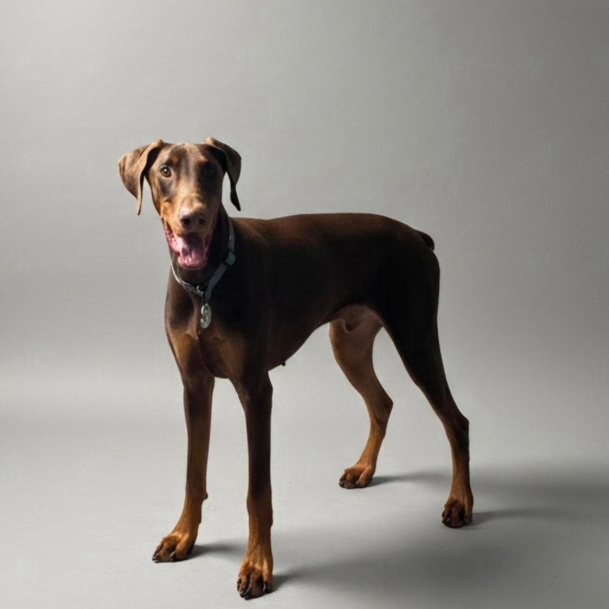 JD, ADOPTABLE, Young • Male, Doberman Pinscher.