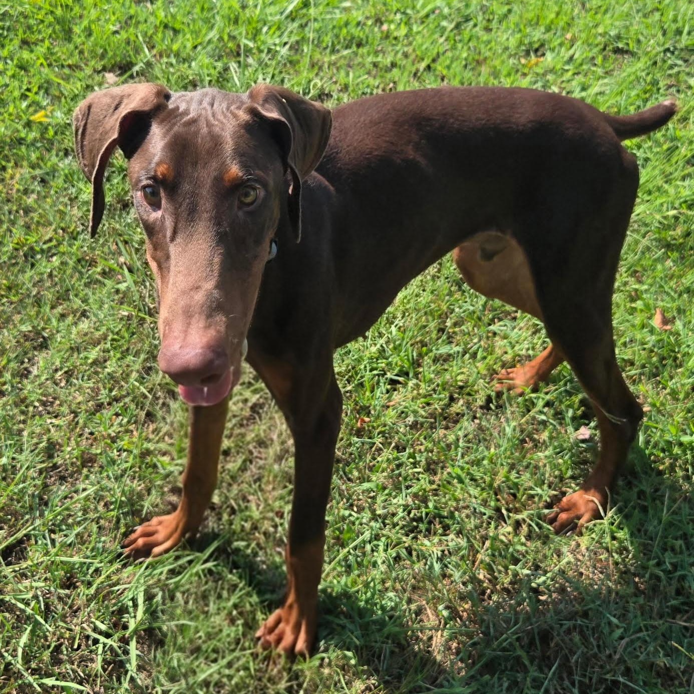 Enlarge JD, a Adoptable Doberman Pinscher in Chicopee, MA image 2/5