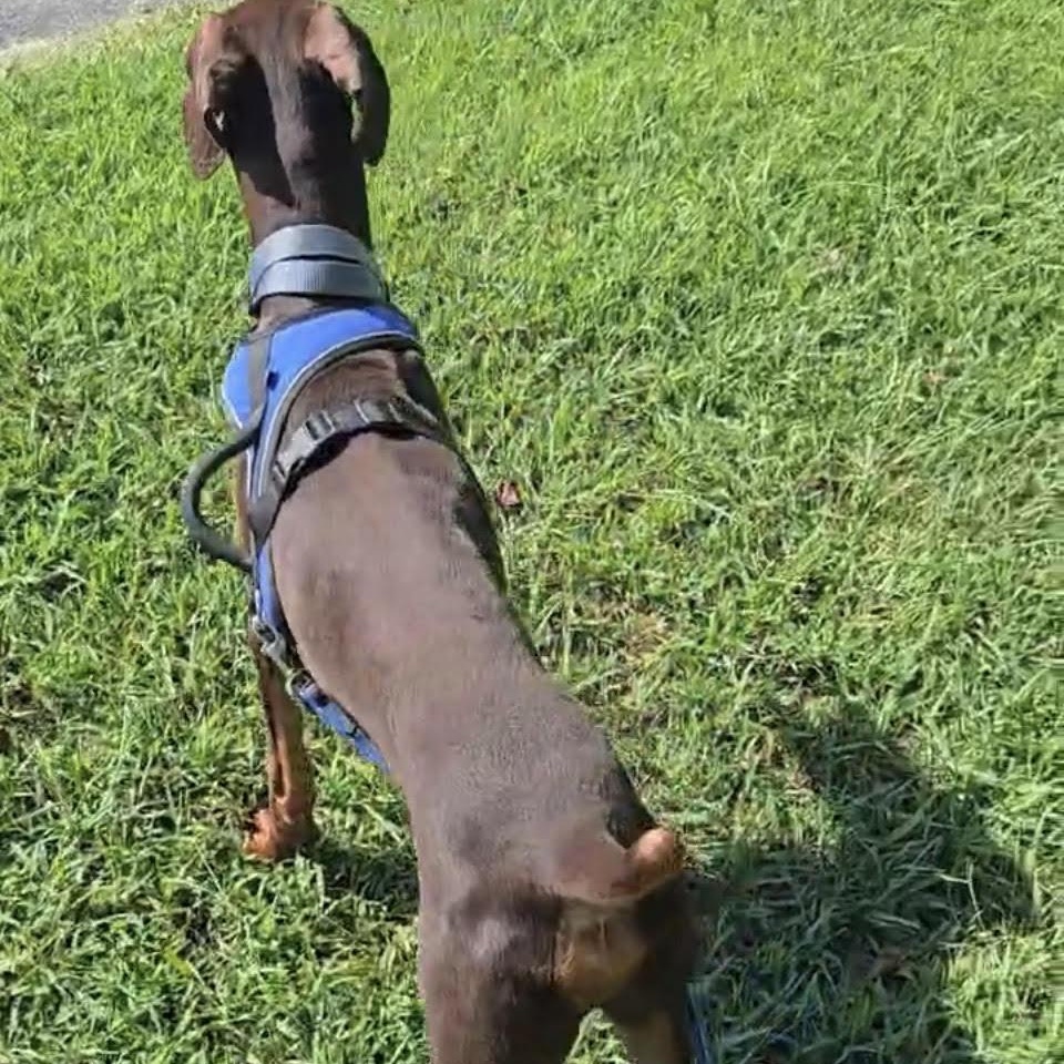 Enlarge JD, a Adoptable Doberman Pinscher in Chicopee, MA image 5/5