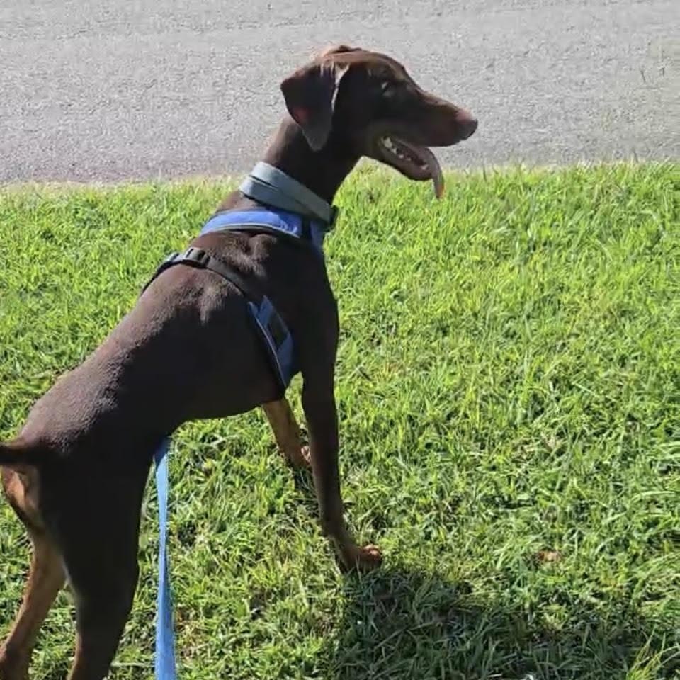 Enlarge JD, a Adoptable Doberman Pinscher in Chicopee, MA image 4/5