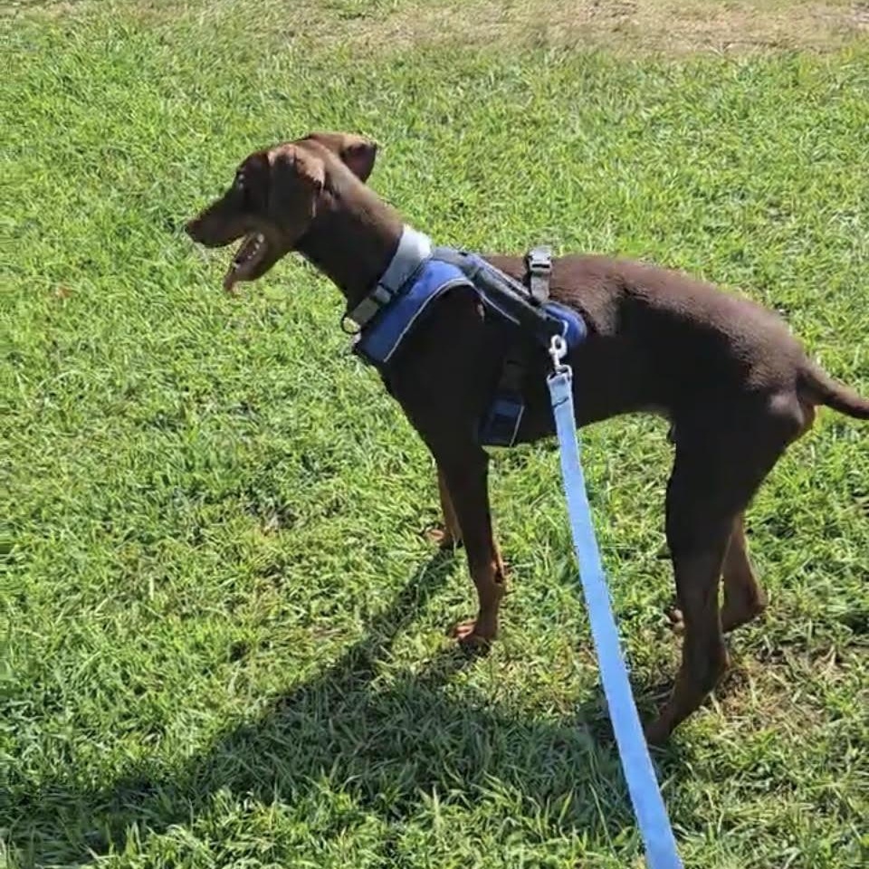Enlarge JD, a Adoptable Doberman Pinscher in Chicopee, MA image 3/5