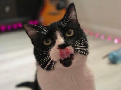 Bobo, a ADOPTABLE Domestic Short Hair in Las Vegas, NV image 1/3